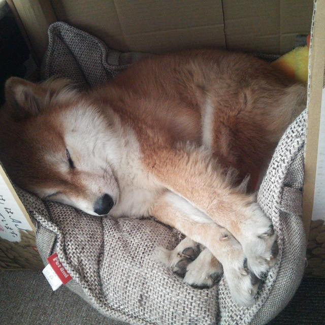 德国女子4x100米自由泳接力队在决赛中获得第八名，女子4x200米自由泳接力决赛冠军