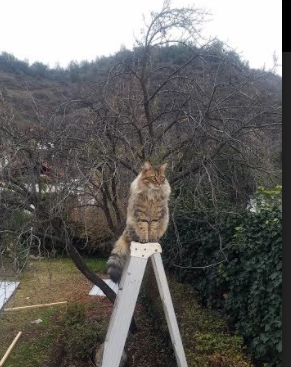 超级马里奥奥德赛新赛季线上对抗赛激燃开启,超级马里奥奥德赛联机怎么玩