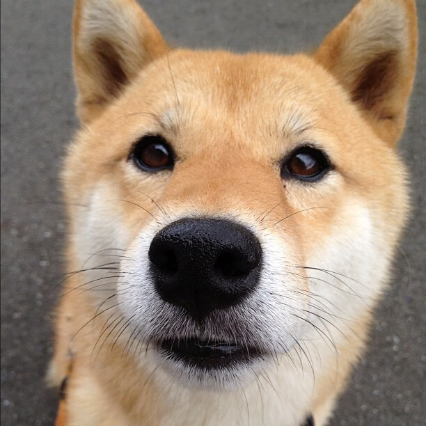 史特拉斯堡客场告负圣埃蒂安,跌入降级区,斯特拉斯堡 圣埃蒂安