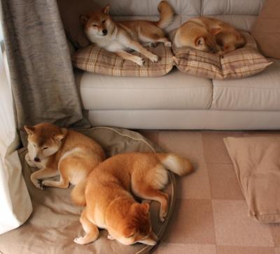 官方滑雪赛事滑雪板品牌赞助更新，滑雪板品牌介绍