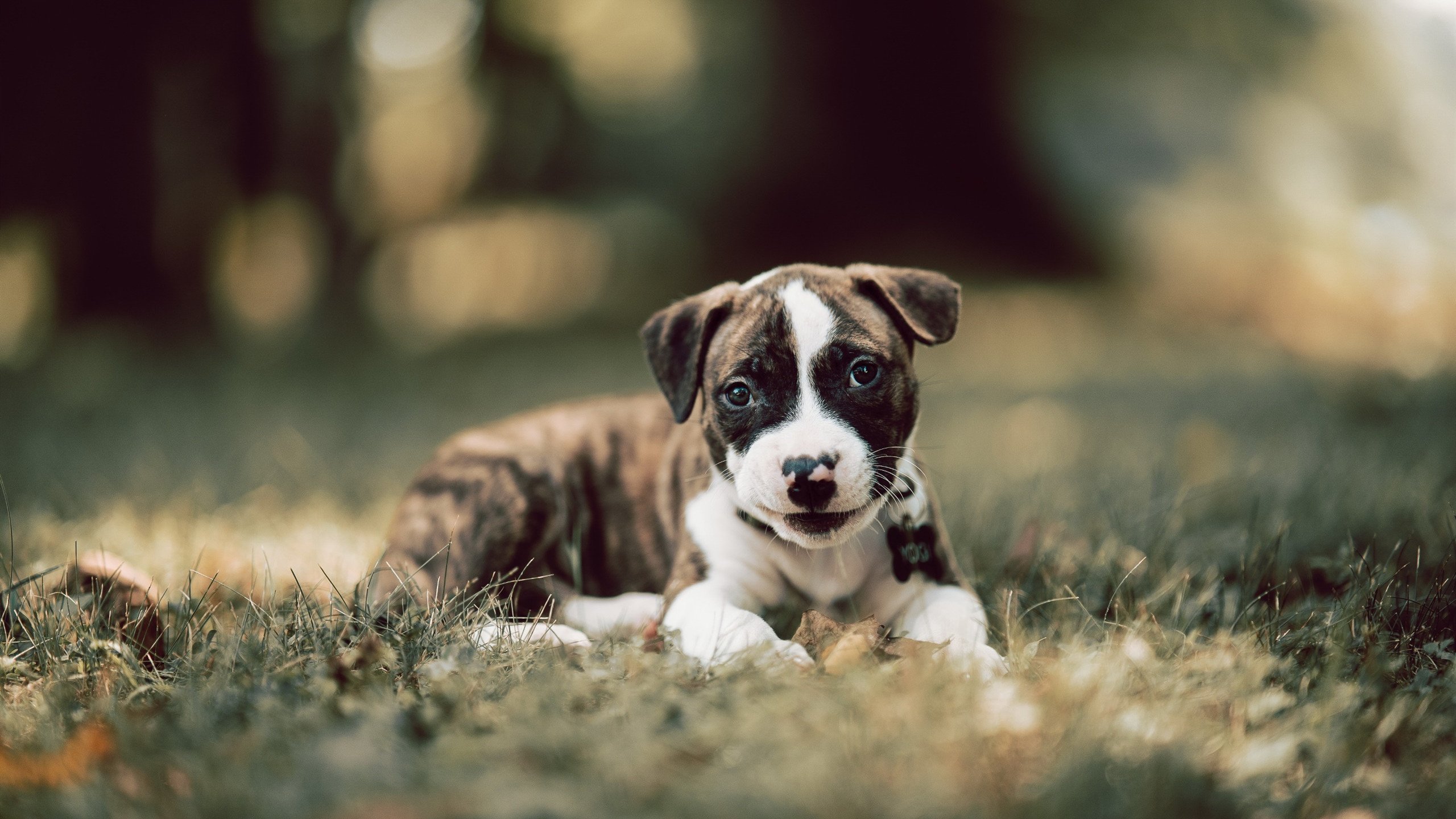 热刺客场逆转英超强队赢得关键三分，英超球队热刺