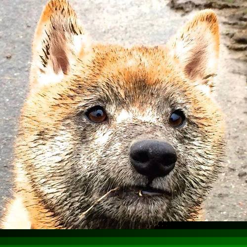 突发射击赛枪械问题紧急处理，射击事故