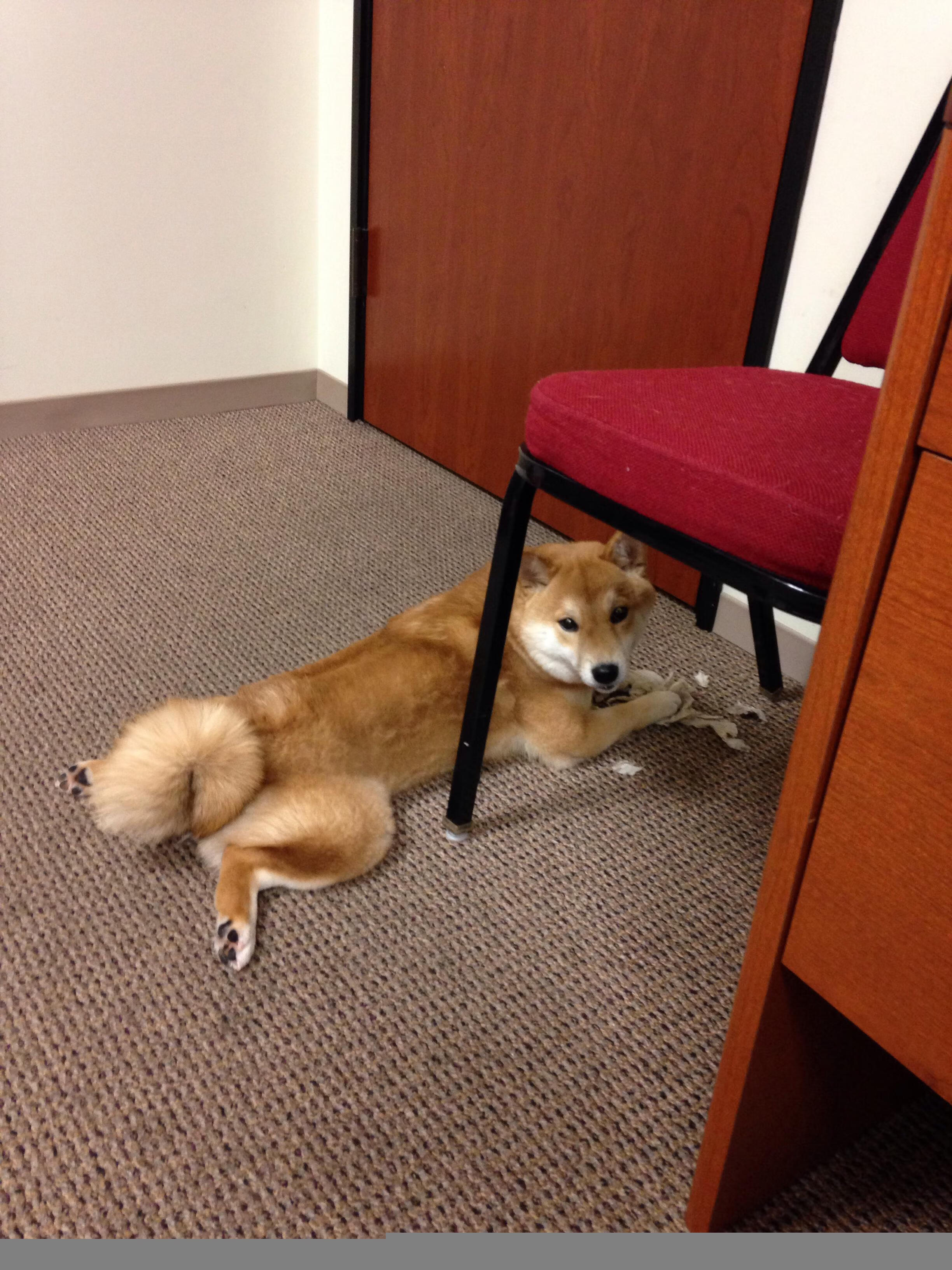 中国篮球联赛观众体验优化及满意度提升研究，篮球赛观众须知