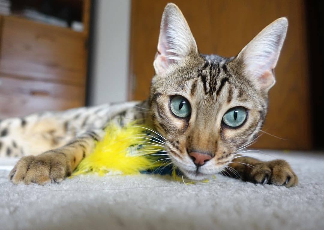 中国篮球青少年篮球推广新模式探讨，中国篮球青少年篮球推广新模式探讨