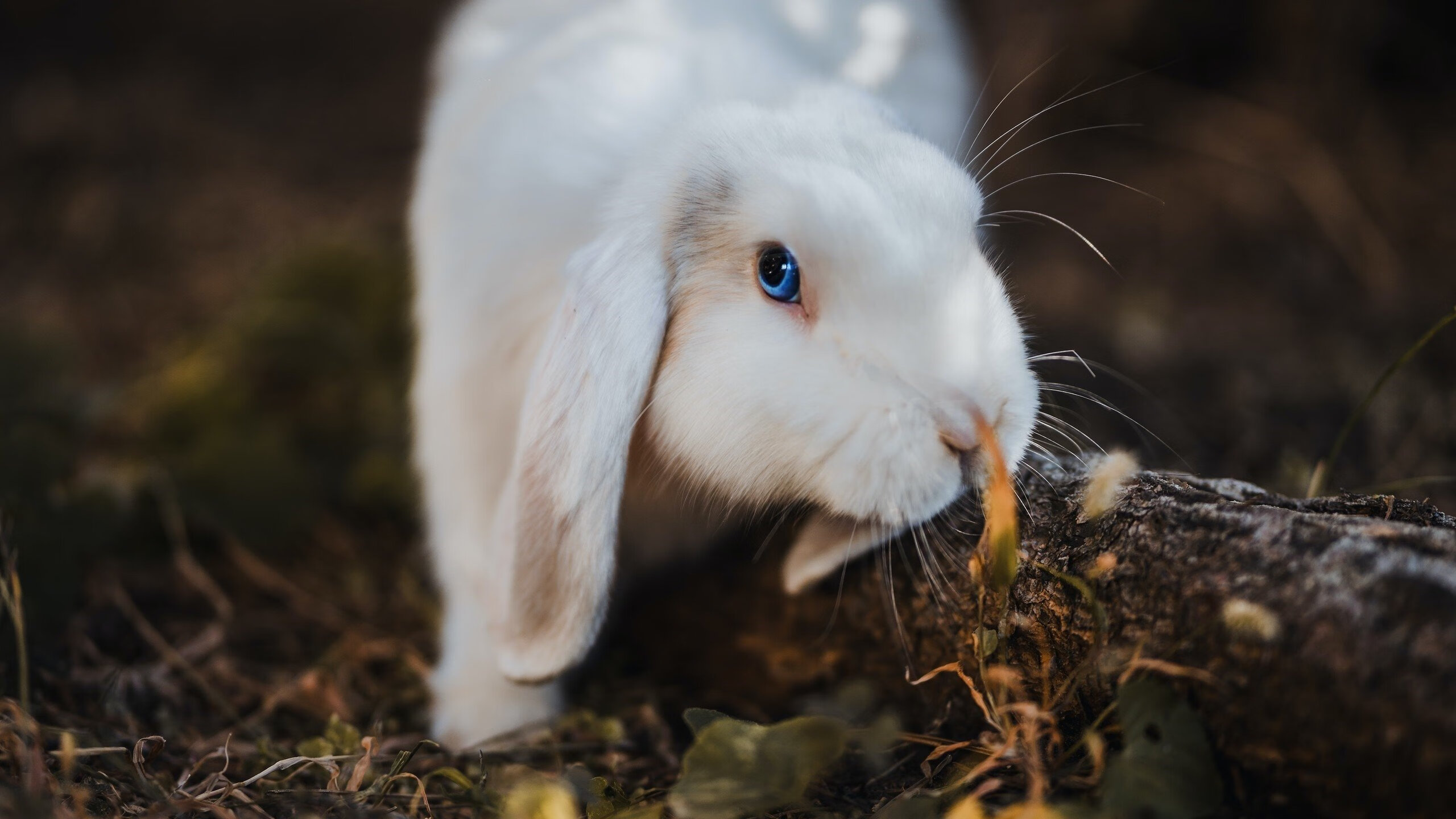 中国青少年篮球推广策略及校园篮球发展,青少年篮球赛事推广