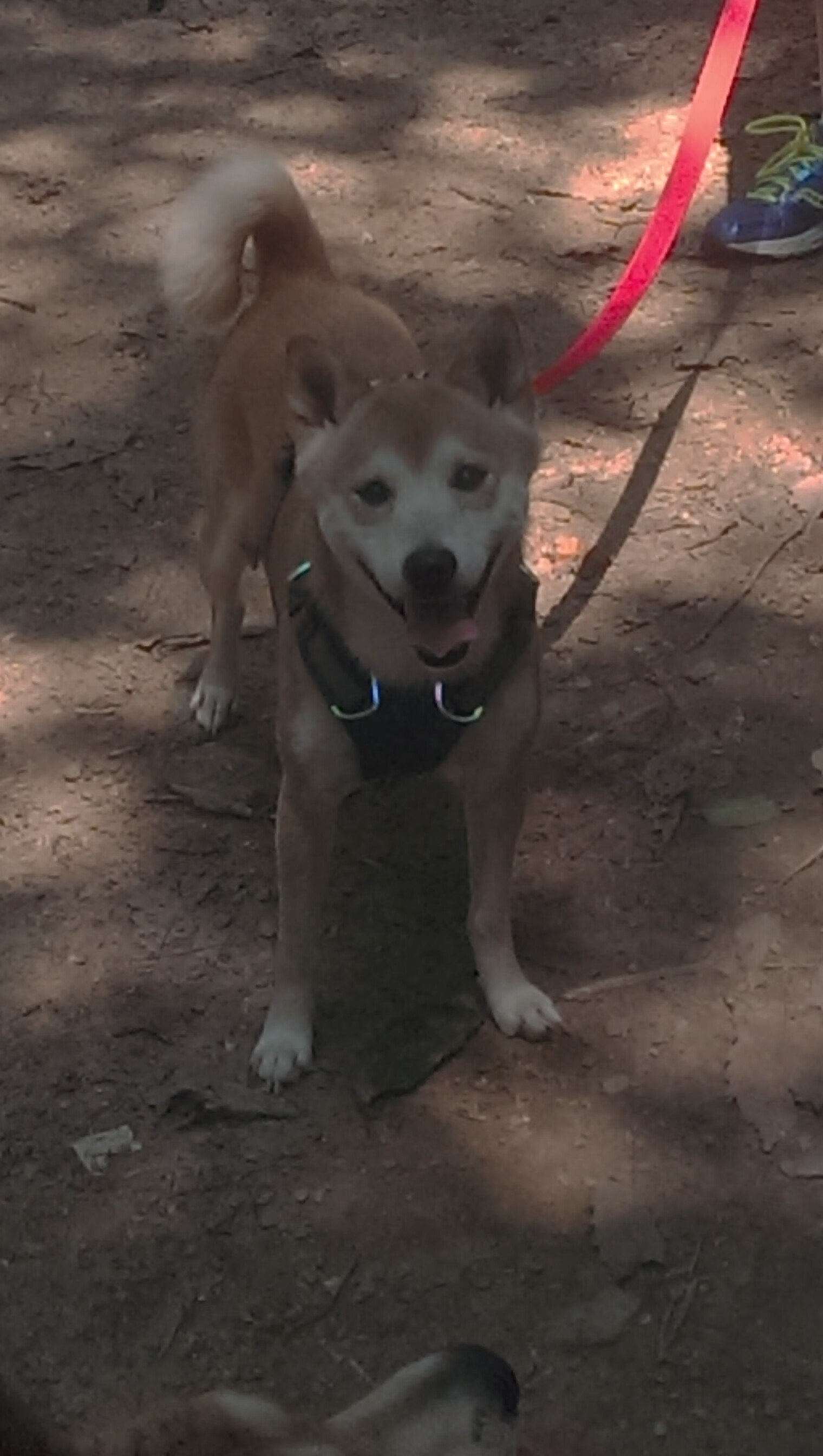 意甲球队视频分析系统提升防守协作效率的实践，意甲足球视频