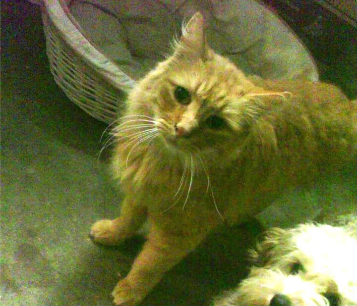 “东安湖体育公园龙舟赛：竞速的激情与团结的力量”