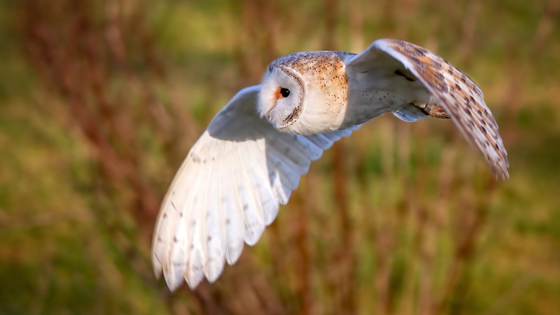 俱乐部缺乏多维度人才识别与跟踪体系，国内俱乐部面临的问题