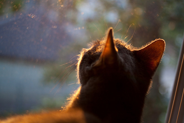 山西龙狮下半场调整显著表现逆转态势,龙狮之乡