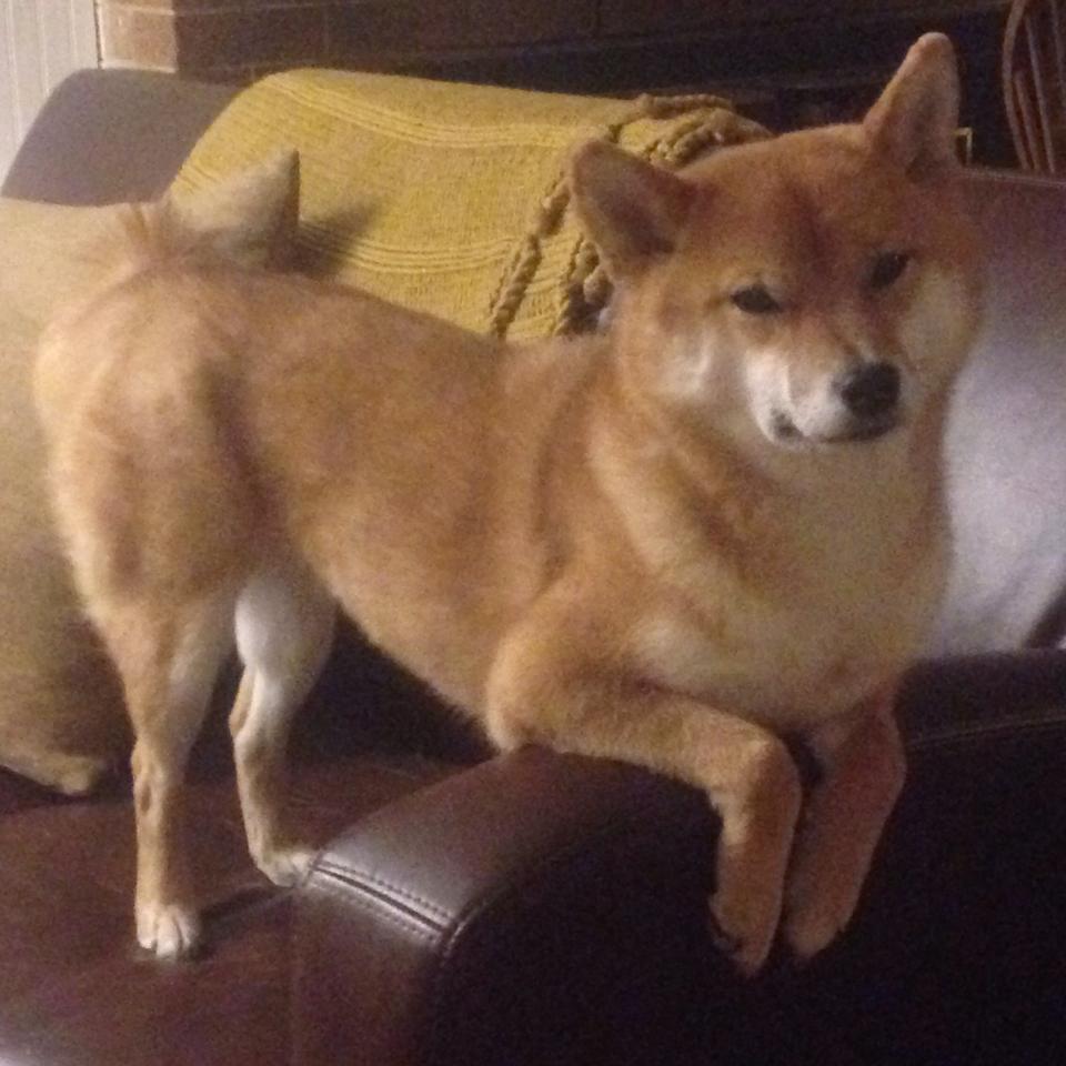 新疆男篮加强青年球员培养为未来储备实力，新疆男篮青年队