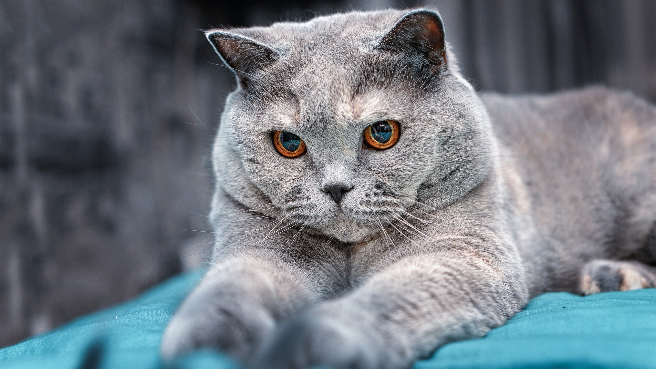 利物浦在欧冠赛场逐步推进,冲击更高荣誉