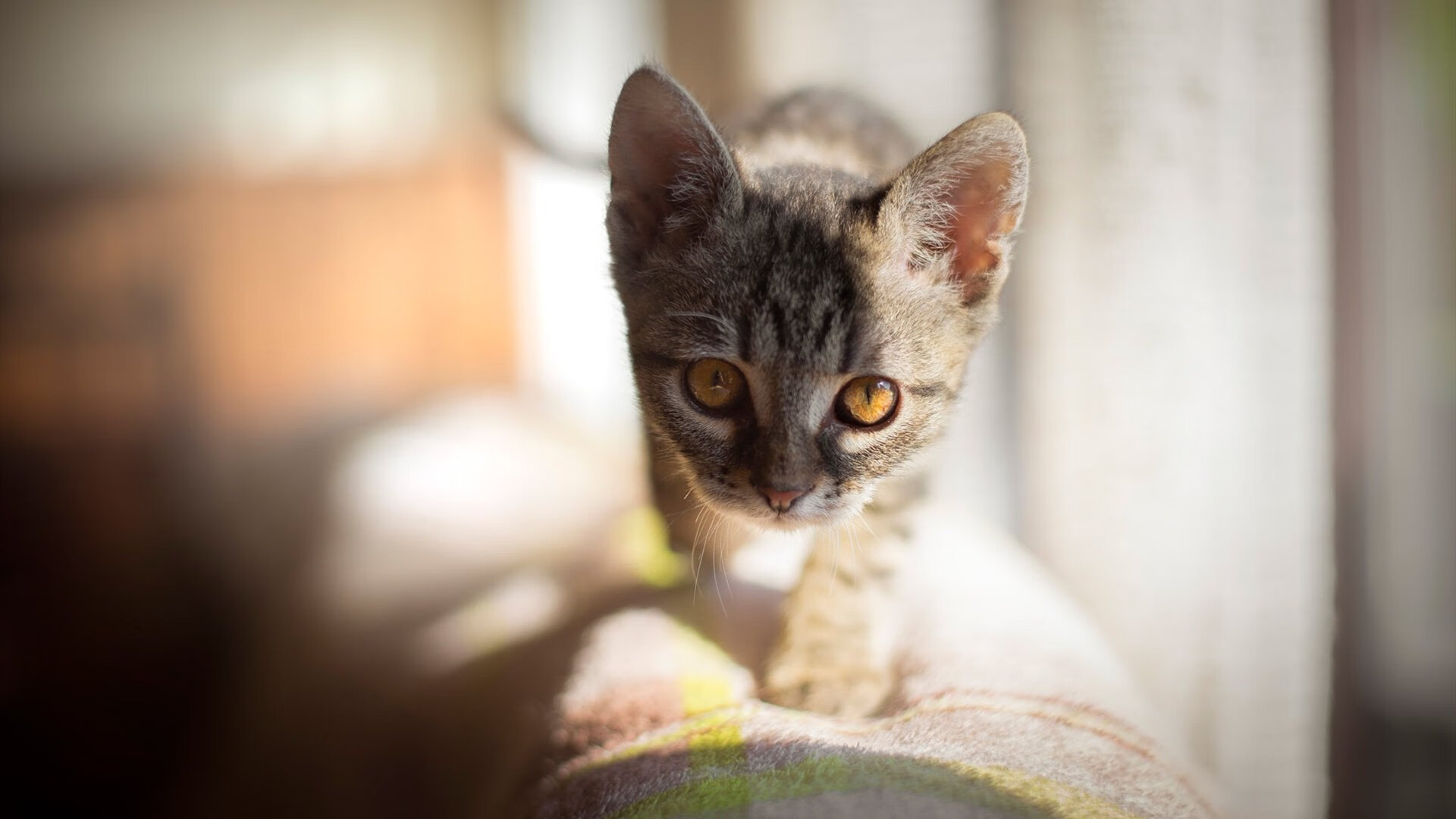 女篮国家队注重篮下强攻培养提升内线威慑，国家队女篮要求