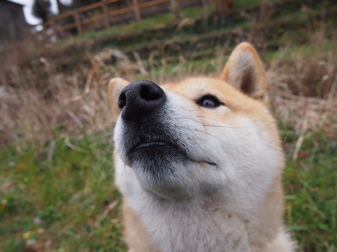 橄榄球冠军锦标赛：南非春bok队与新西兰全黑队的经典对决，英式橄榄球南非队队长