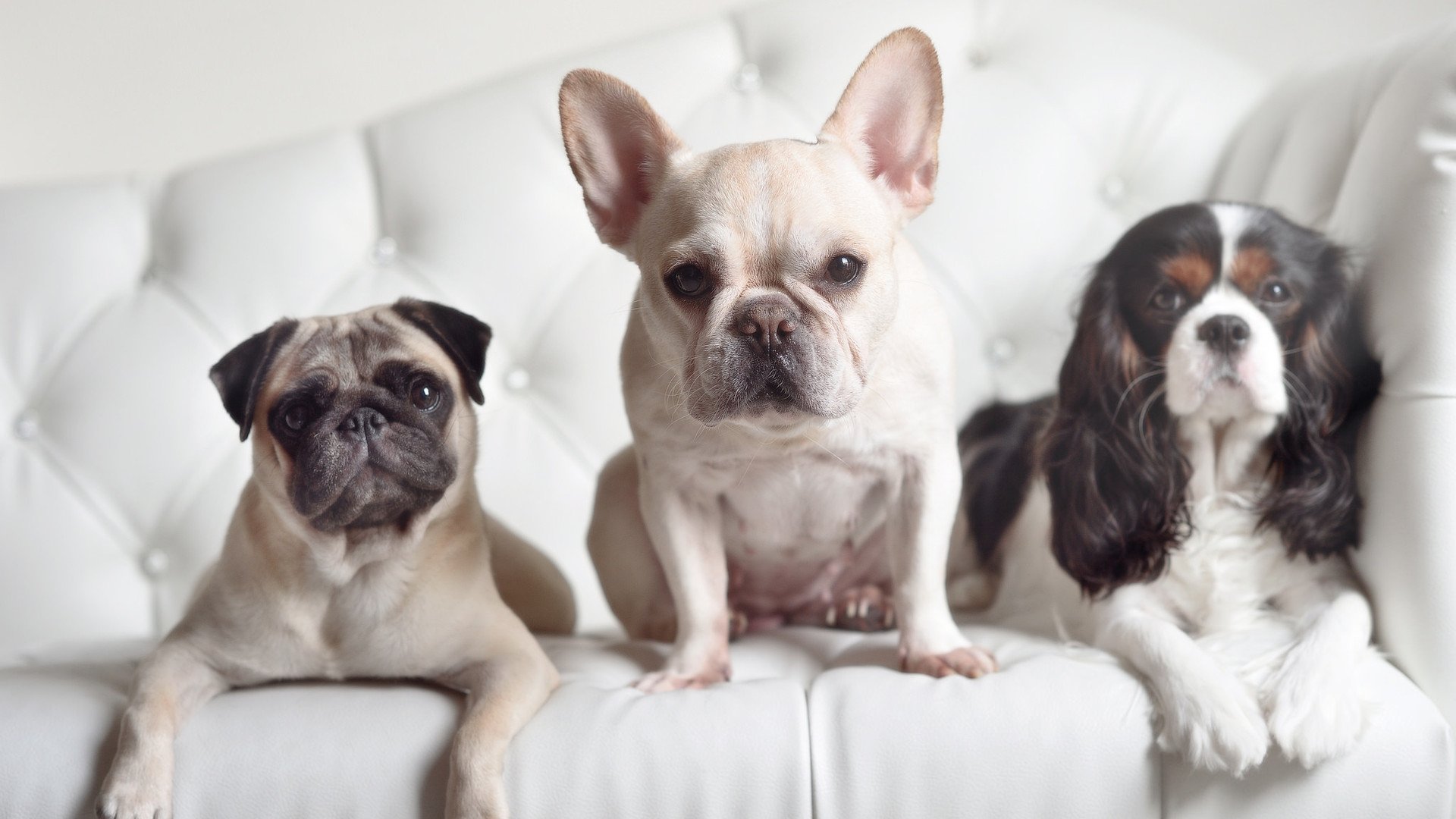 比利时男篮在欧洲预赛中抓住机遇，奋勇冲击奥运名额，比利时男篮厉害吗