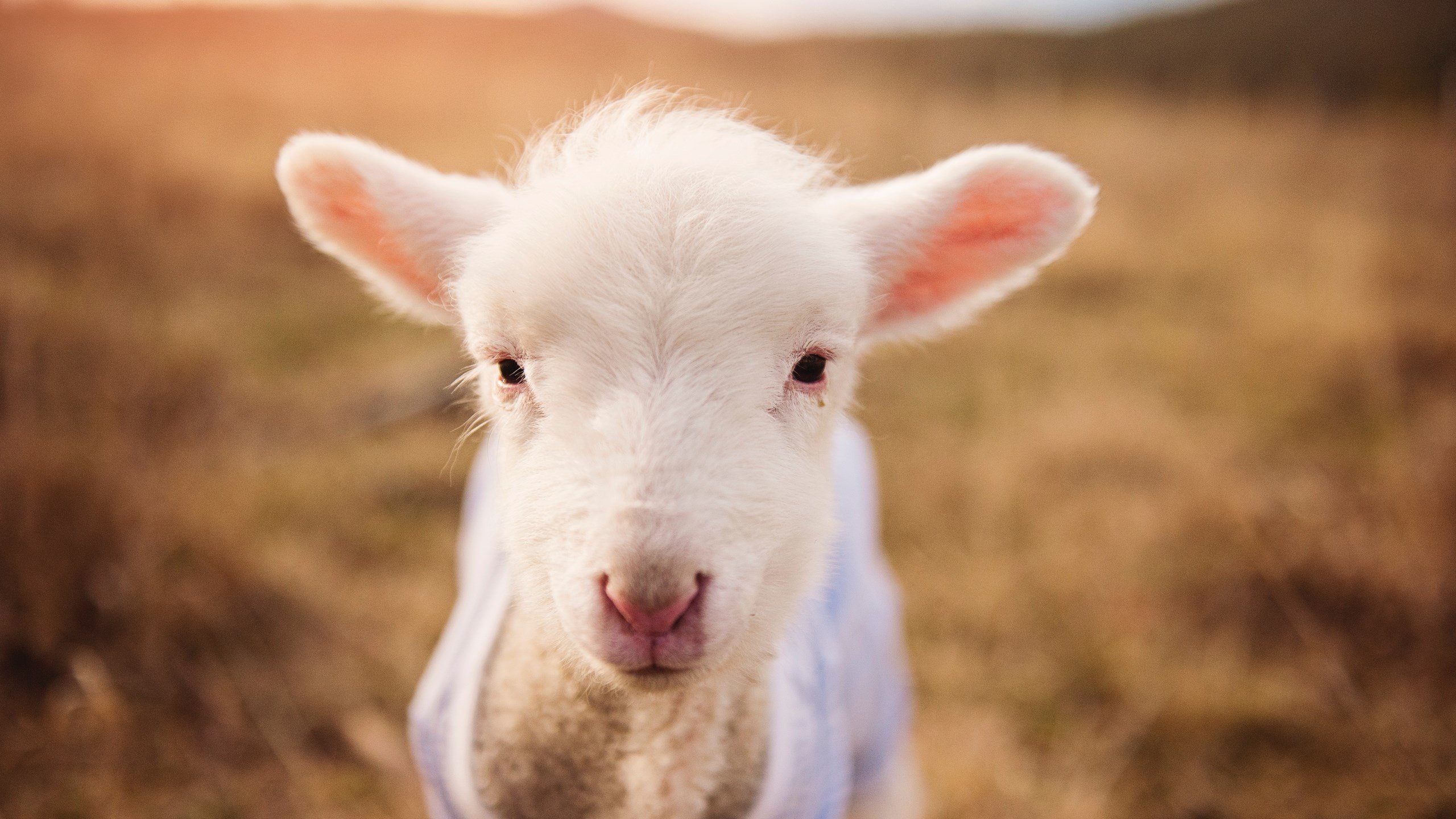 贝尔哈德·福特:全黑队战术演变中的关键推动者